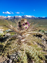 A wild mountain flower surrounded by rugged views. Prickly, inaccessible, but incredibly beautiful.