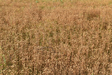 Leinen, Leinsamen, Öllein, Linium usitatissimum L., teilansicht eines erntereifen Feldes