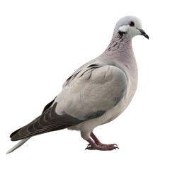 Fototapeta premium Eurasian Collared Dove PNG Cutout, Generative AI