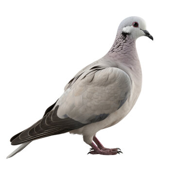Eurasian Collared Dove PNG Cutout, Generative AI