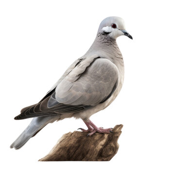 Eurasian Collared Dove PNG Cutout, Generative AI