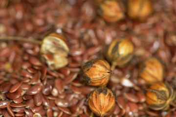 Leinen, Leinsamen, Öllein, Linium usitatissimum L., erntereife,  Leinkapseln,  Samen,  Leinsamen,  Sachaufnahme,  Studio