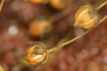 Leinen, Leinsamen, Öllein, Linium usitatissimum L., erntereife,  Leinkapseln,  Samen,  Leinsamen,  Sachaufnahme,  Studio