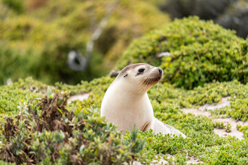 Australian fur seal at Seal Bay Conservation Park, Kangaroo Island