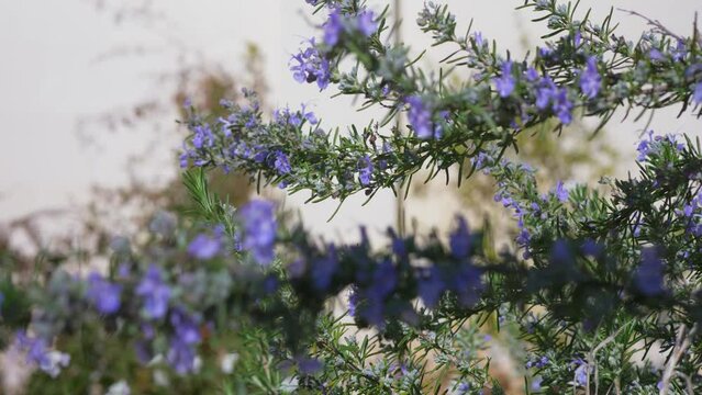Fiori di giardino in una giornata ventosa