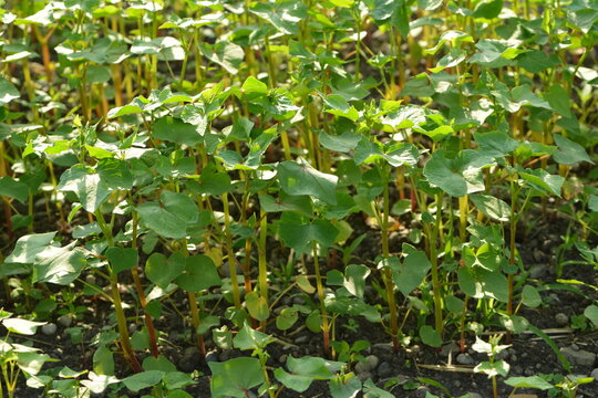 Buchweizen,  Fagopyrum esculentum,  Zwischenfruchtgemenge