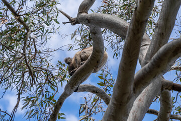 Wild koala on the tree