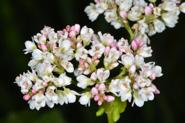 Buchweizen,  Fagopyrum esculentum, Einzelblüte einer   Buchweizenpflanze