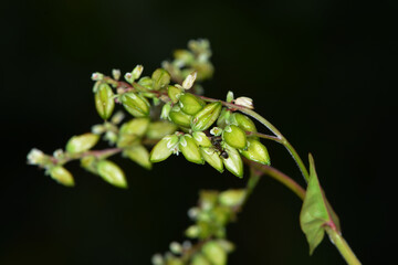 Buchweizen,  Fagopyrum esculentum,  Fruchttrieb