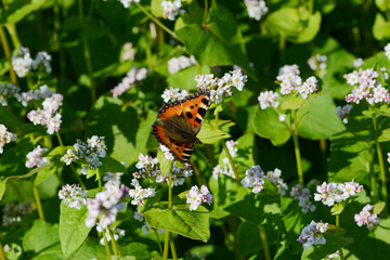 Buchweizen,  Fagopyrum esculentum, Bl&uuml;te mit Falter