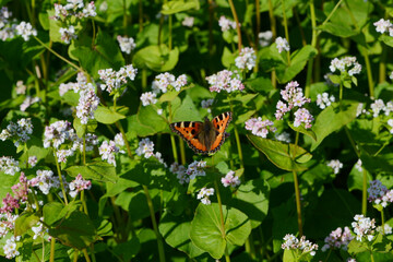 Buchweizen,  Fagopyrum esculentum, Bl&uuml;te mit Falter