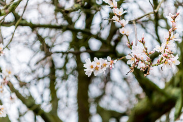 almond blossoms
