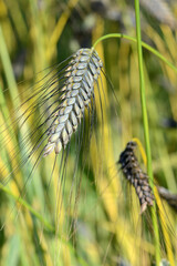 Emmer, Emmer Schwarz,  Triticum dicoccon var. atratum,  Urgetreide  Durch natürliche  Selektion  entstand aus dem  Emmer der Schwarze  Emmer