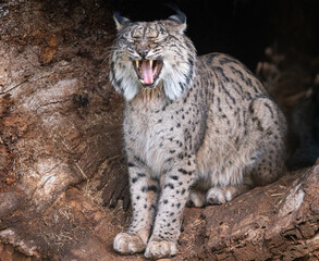Naklejka na ściany i meble Iberian Lynx Yawning in a Natural Habitat Setting