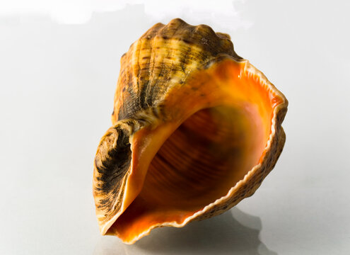 One rapan shell on a white background