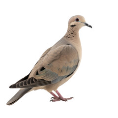 Fototapeta premium Mourning Dove PNG Cutout, Generative AI