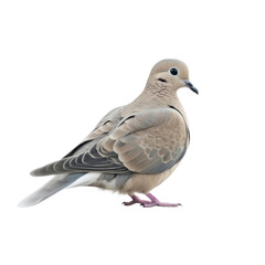 Fototapeta premium Mourning Dove PNG Cutout, Generative AI