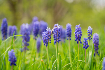 Fototapeta premium Armenian grape hyacinth or garden grape-hyacinth (Muscari armeniacum) blue flowers in early Spring. Early spring blooms grape hyacinth. Selective focus.