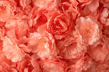 Captivating Floral Backdrop: Vibrant Closeup Of Coral Peony Flowers