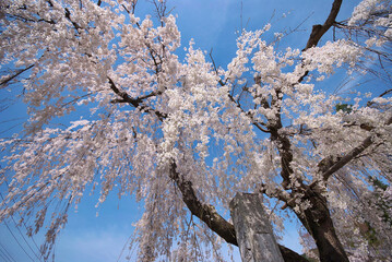 しだれ桜　長瀞の法善寺