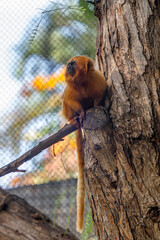 Monkey Lion Tamarin