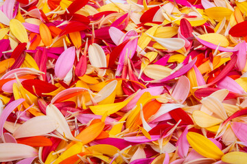 colored gerbera petals