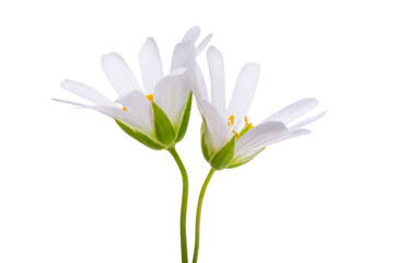 Chickweed Flower Isolated
