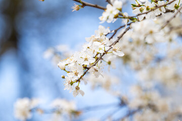 cherry blossom branches