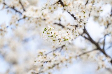 cherry blossom branches