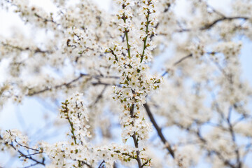 cherry blossom branches