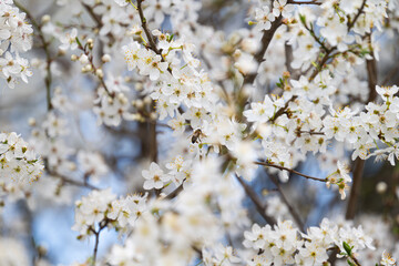 cherry blossom branches