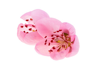 Obraz na płótnie Canvas pink sakura flowers isolated