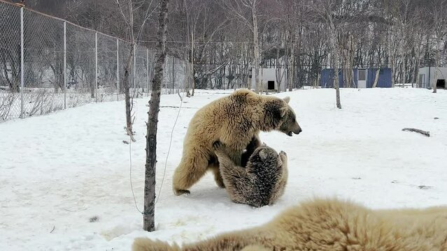Two bears fighting with each other in wild animal shelter