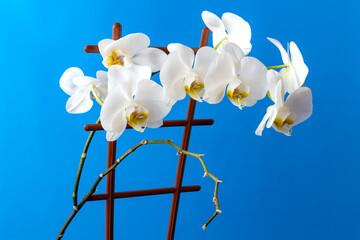 White phalaenopsis orchid flower on blue background.