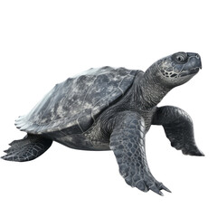 Fototapeta premium Leatherback Sea Turtle PNG Cutout, Generative AI