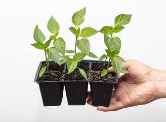 sweet pepper seedlings in hand for planting.