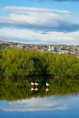 Pink Flamingos in Patagonia, Cloudy Blue Sky in the Background - El Calafate, Argentina 