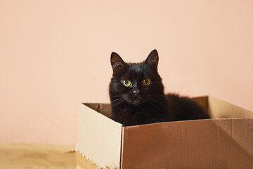 Fluffy Feline Discovers Delight in Simple Cardboard Haven
