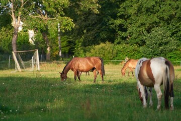 Obraz premium A Peaceful Moment is Captured as Horses Graze in a Lush Green Meadow Surrounded by Nature Beauty.