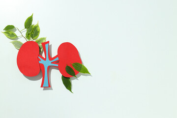 Kidneys on a light background, for National Kidney Month.