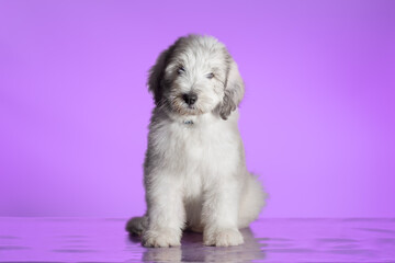 white puppy of the South Russian Shepherd breed sitting on a purple studio background