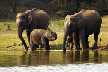 Asian elephant (Elephas maximus), also known as the Asiatic elephant, two mothers with two calves by the water. An elephant plays with water and splashes water with its trunk.