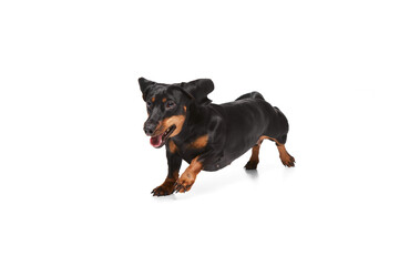 Playful, active purebred dog, black Dachshund in motion, cheerfully running, playing isolated over white studio background. Concept of domestic animal, pet care, dog friend, happiness