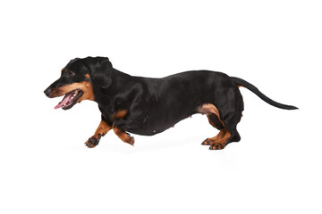 Adorable, active purebred dog, black Dachshund in motion, cheerfully running, playing isolated over white studio background. Curious pet. Concept of domestic animal, pet care, dog friend, happiness