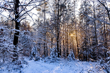 Winter forest with sunshine on trees