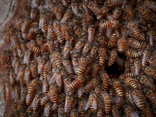 close up of swarm bees at a beehive