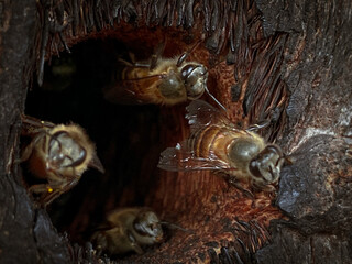 Fototapeta na wymiar close up of bees at a beehive