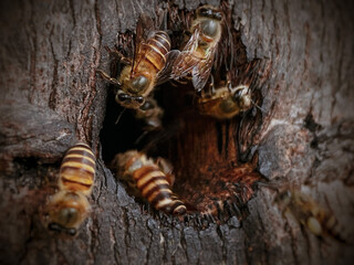 close up of bees at a beehive