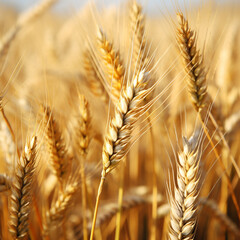 Close up of golden wheat ears on the field background