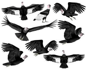 Collection of andean condor vulture bird in colour image